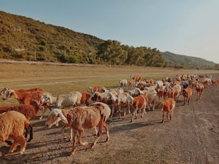herd of brown and white goats during daytime