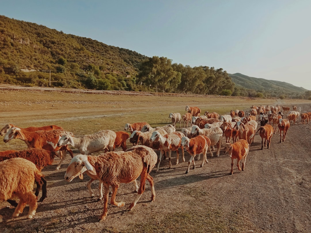 herd of brown and white goats during daytime