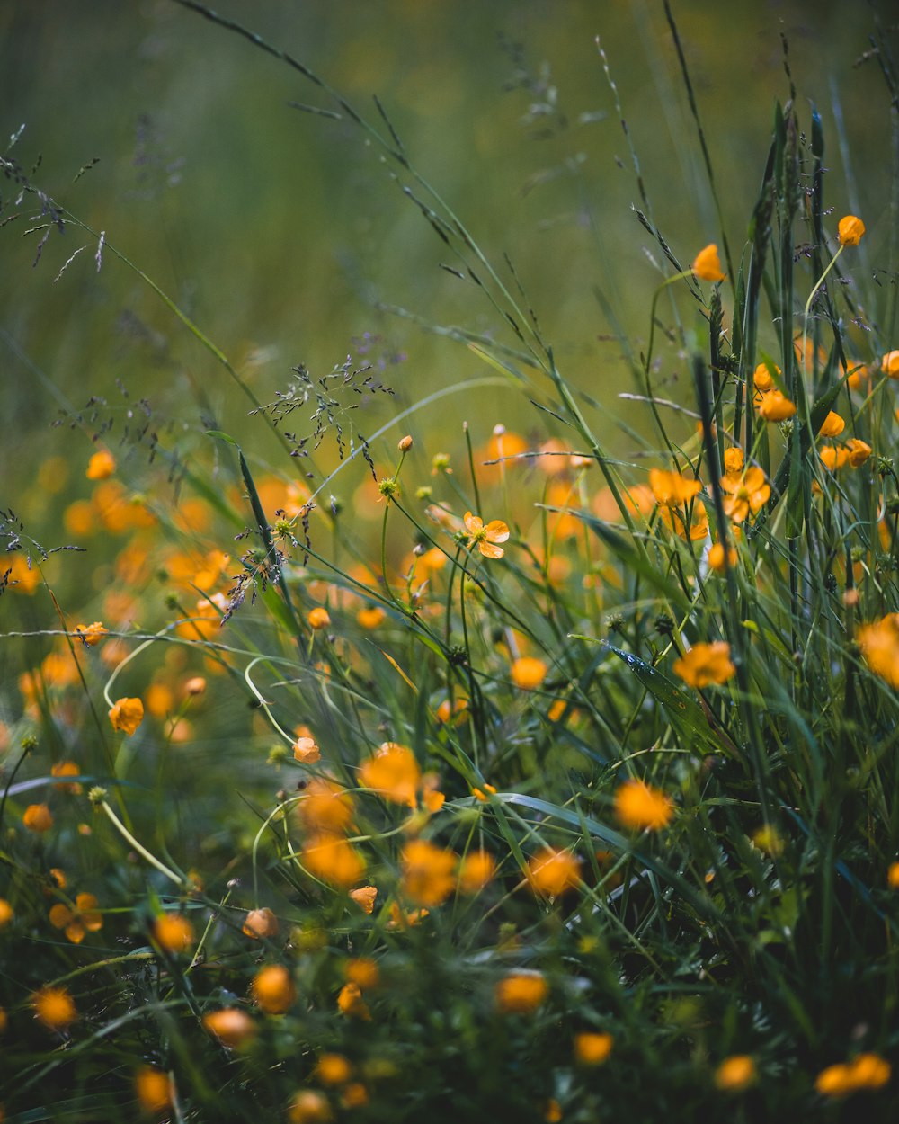foto de foco raso de flores alaranjadas