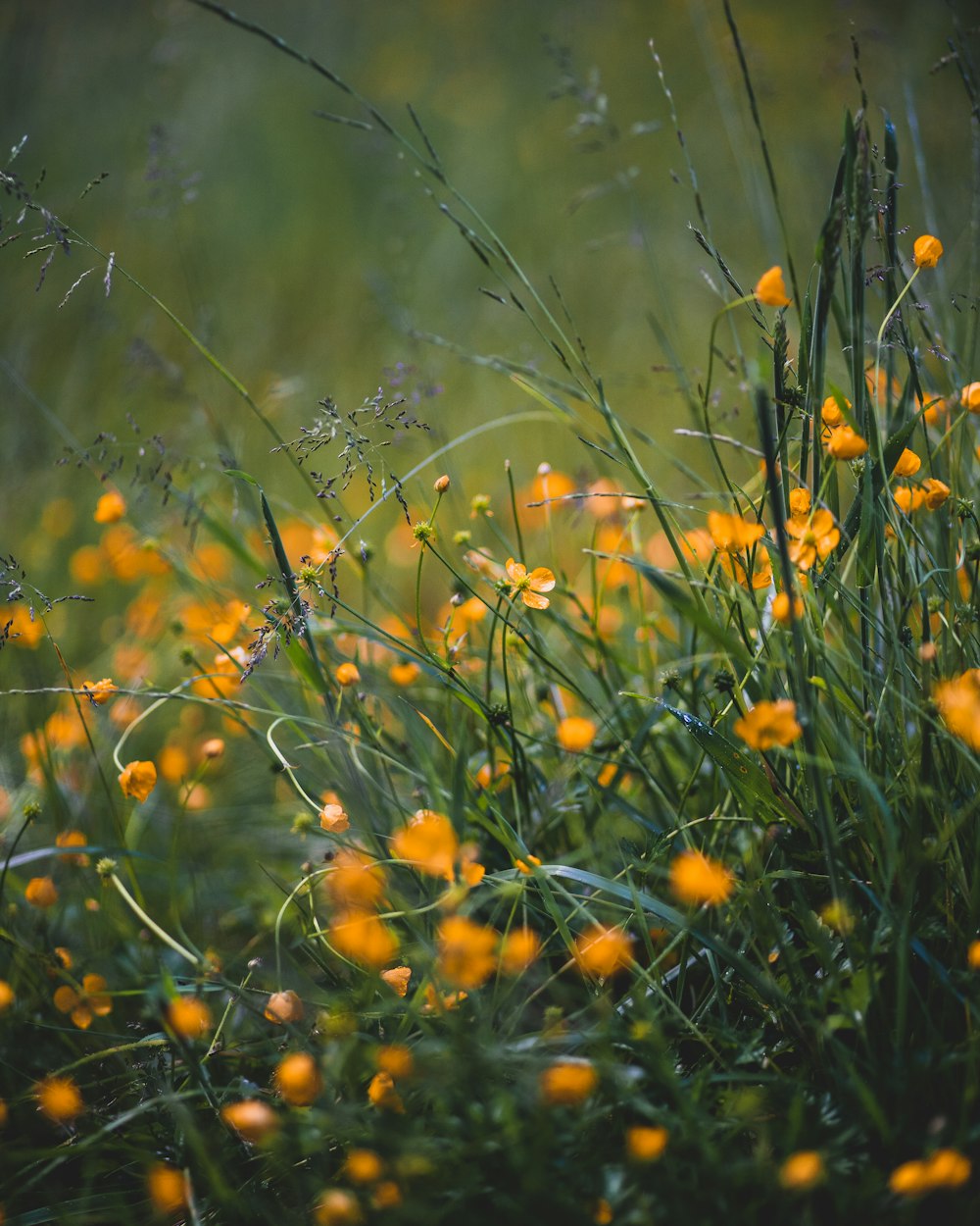 オレンジ色の花の浅い焦点の写真