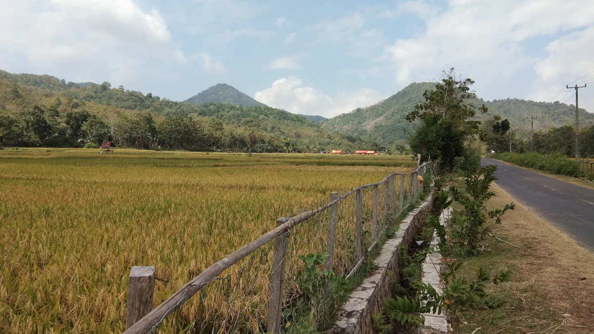 Hamparan sawah di tepi jalan.