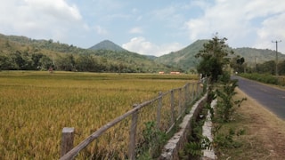 rice field near road