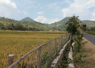 rice field near road