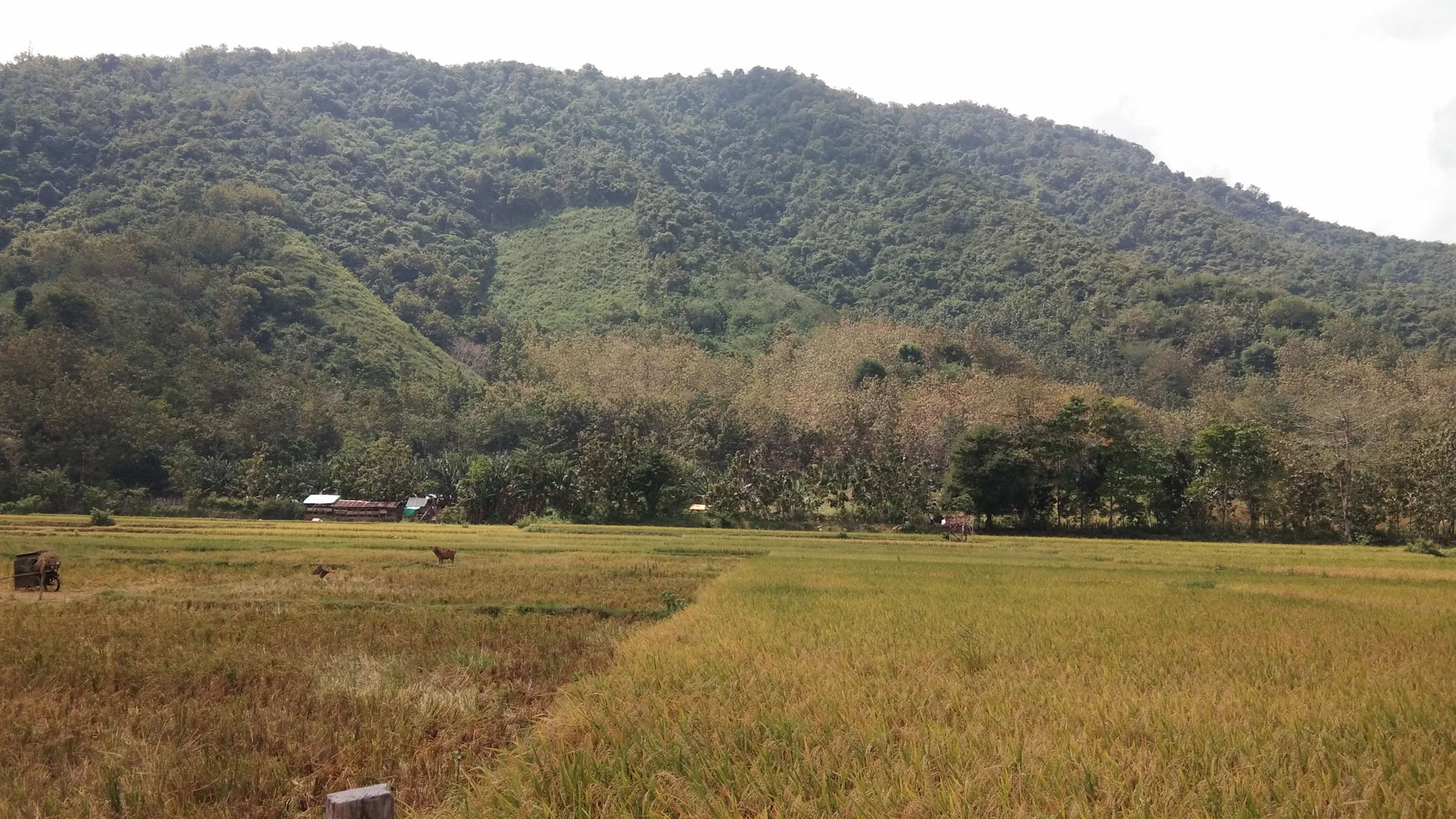 woman wearing yellow long-sleeved dress under white clouds and blue sky during daytime