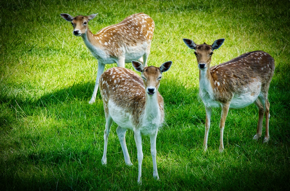 three dear standing on grass