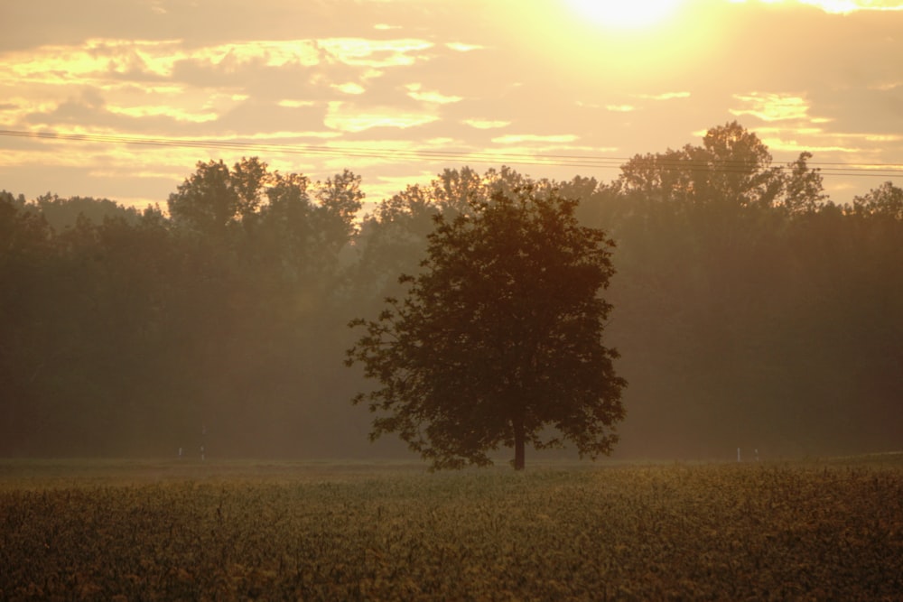 green-leafed tree during daytime