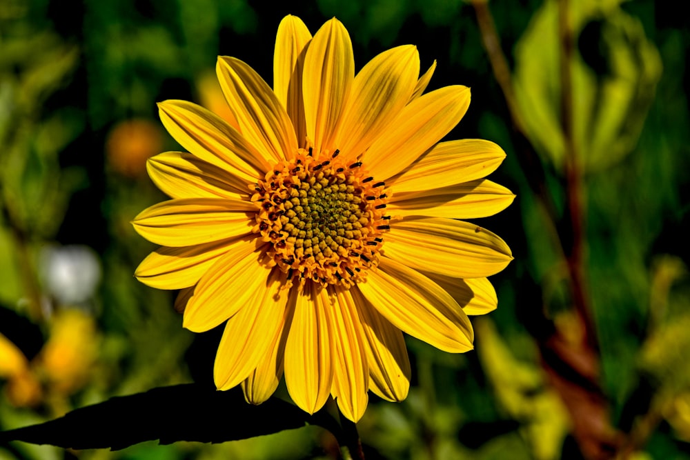 yellow blooming flower
