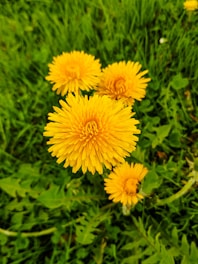 four yellow-petaled flowers