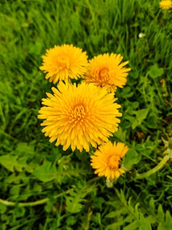 four yellow-petaled flowers