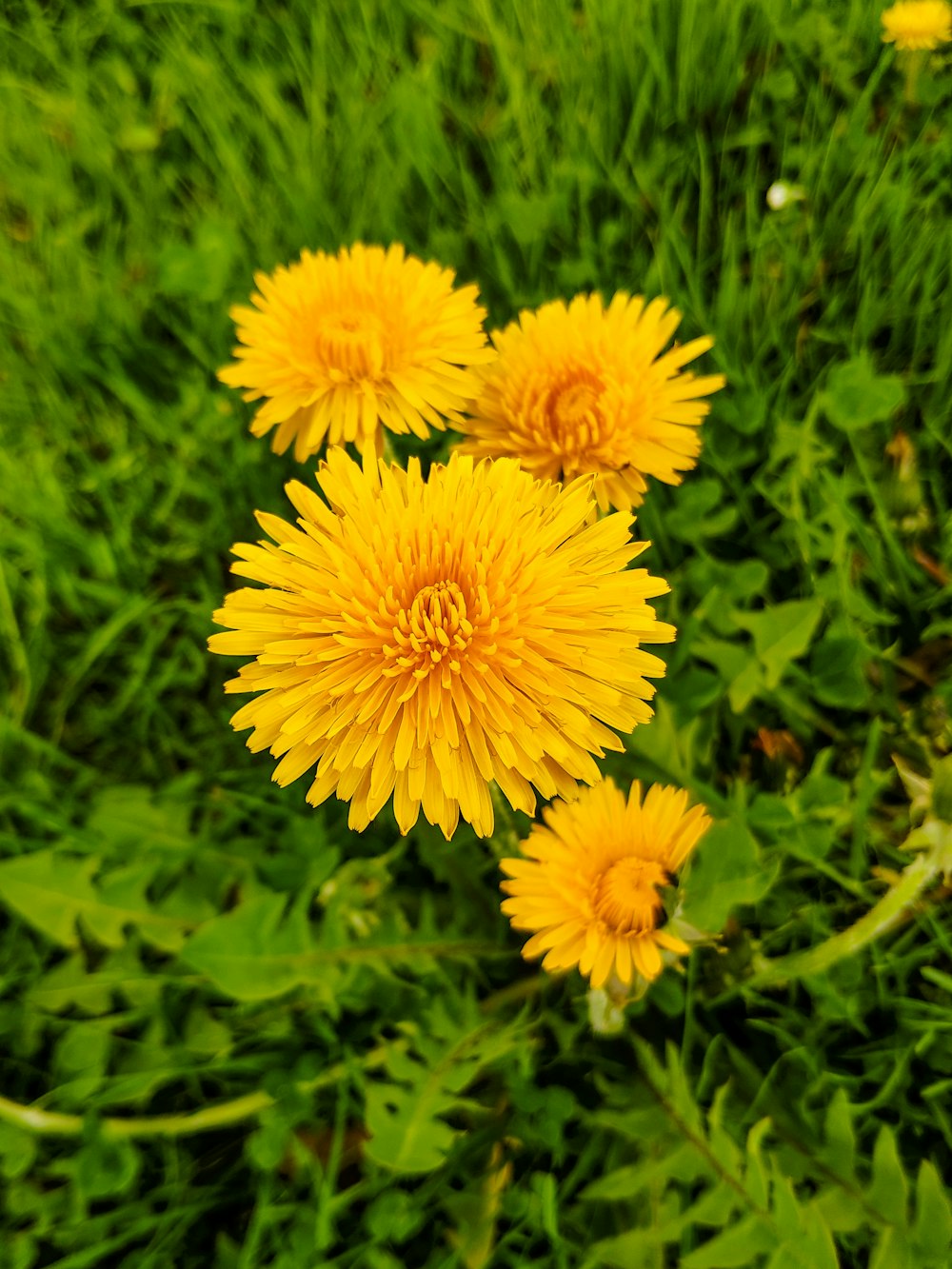 cuatro flores de pétalos amarillos