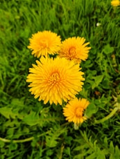 four yellow-petaled flowers