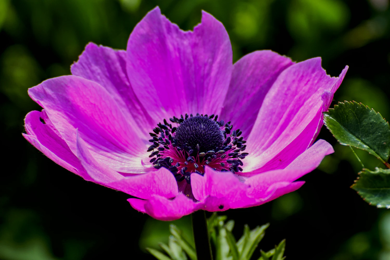 A magenta anemone wide open, its black centre dense against dark leaves