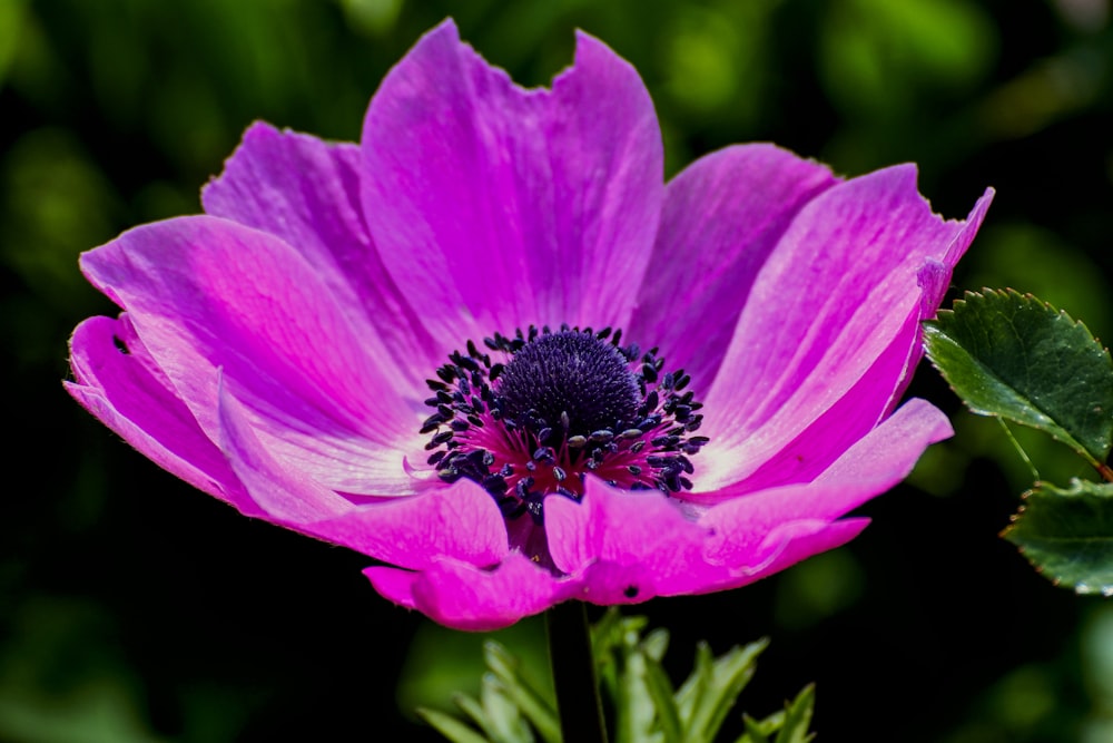 pink-petaled flower in close-up photography