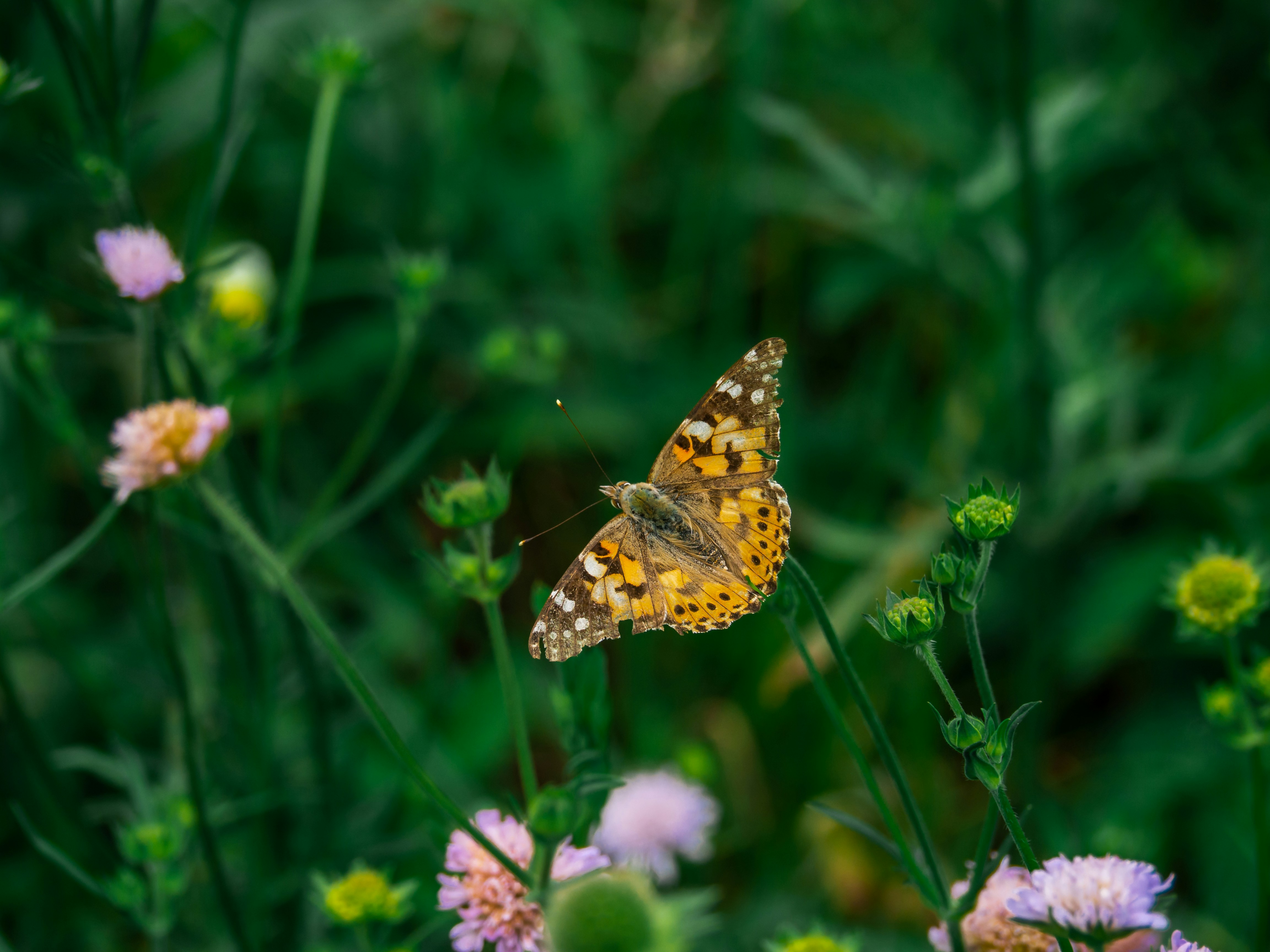 Photo by fedorchenkoalina