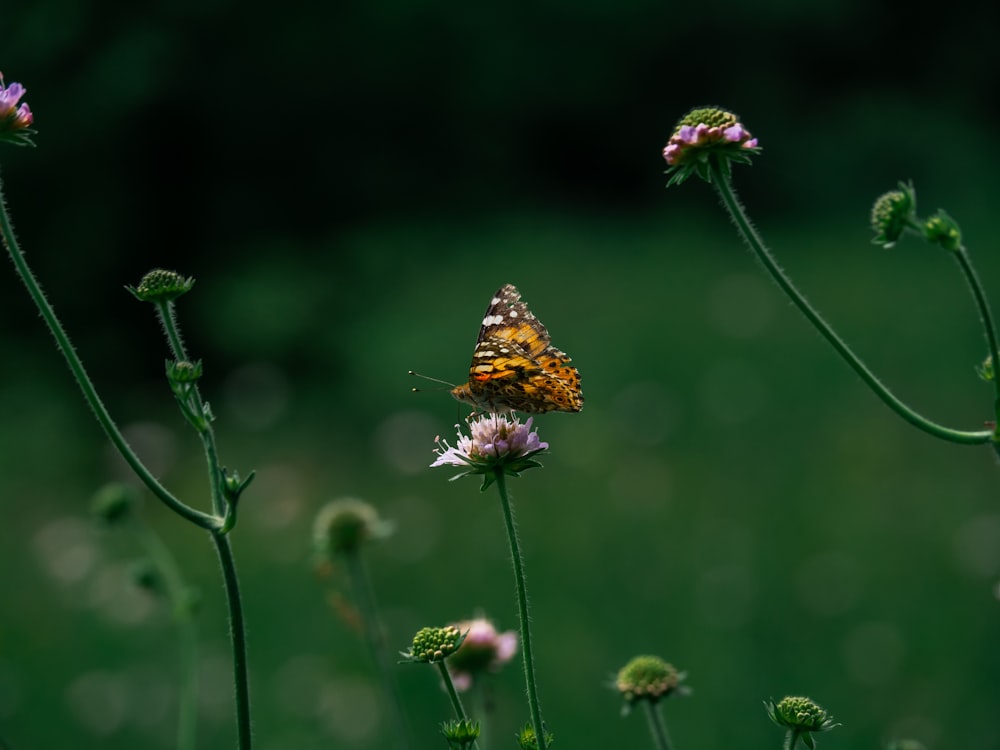 brown and orange butterfly on purple daisy flower