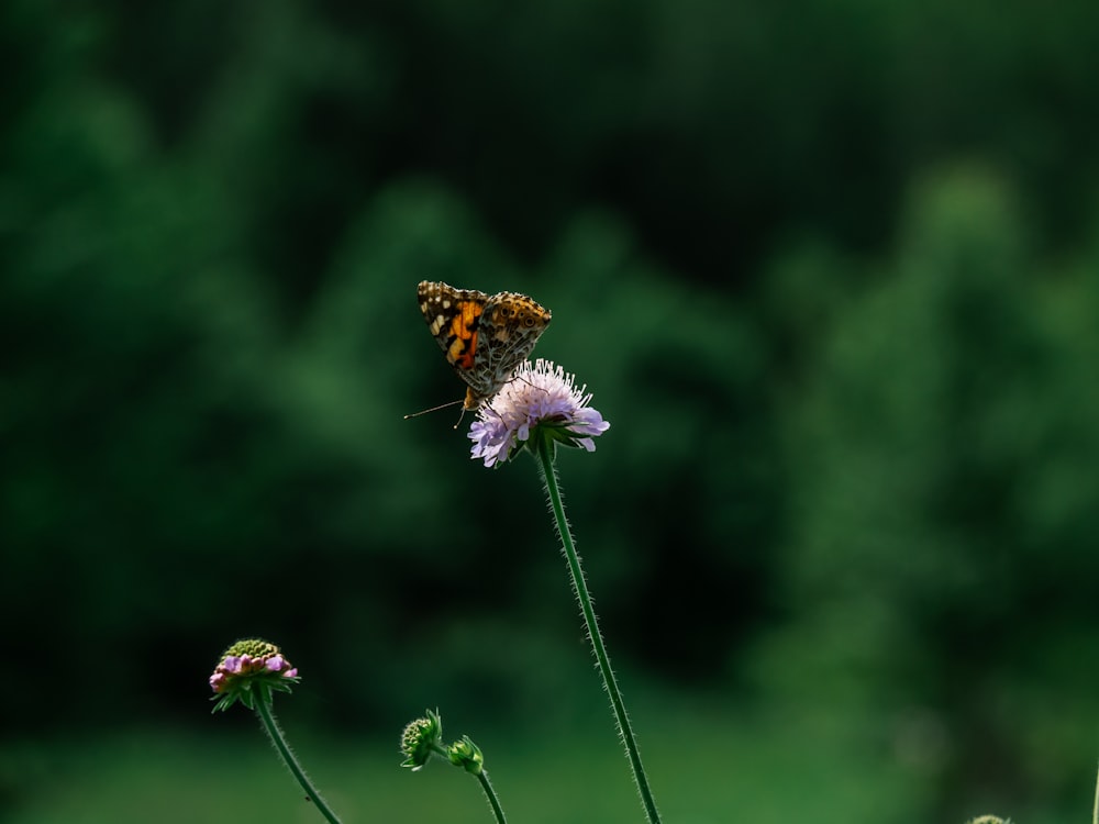 selective focus of butterfly perching on purple dandelion