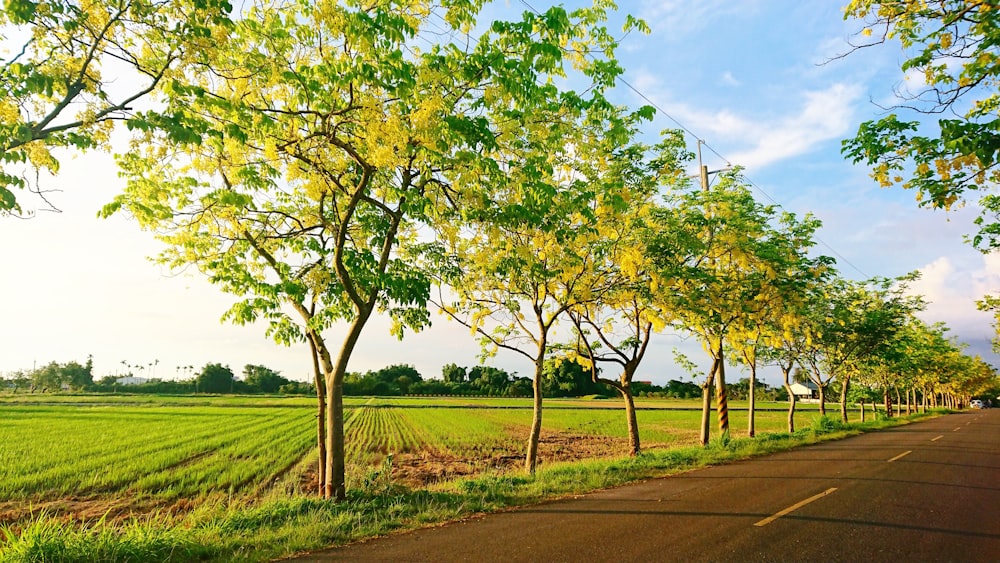 road between trees during daytime