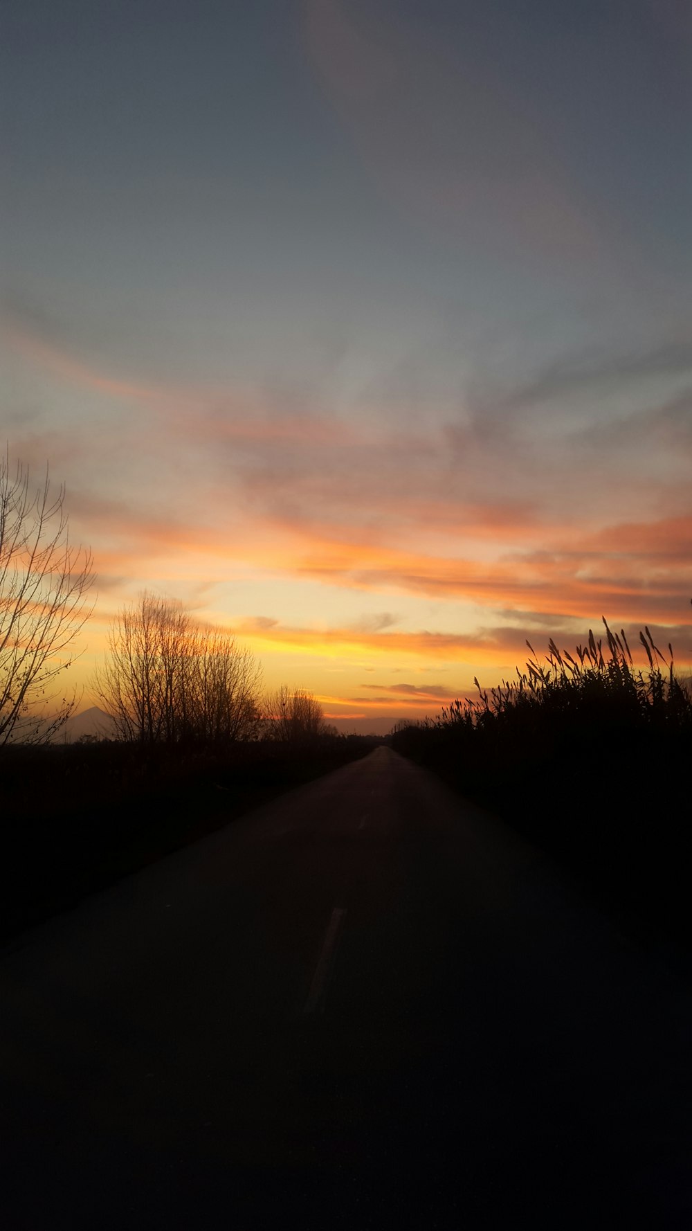 empty road between grasses during golden hour