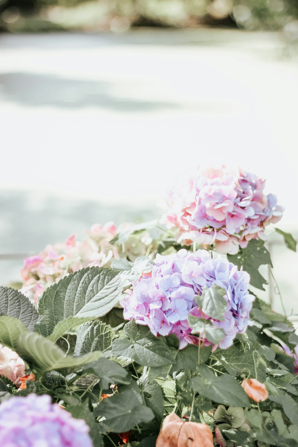 purple-leafed plant