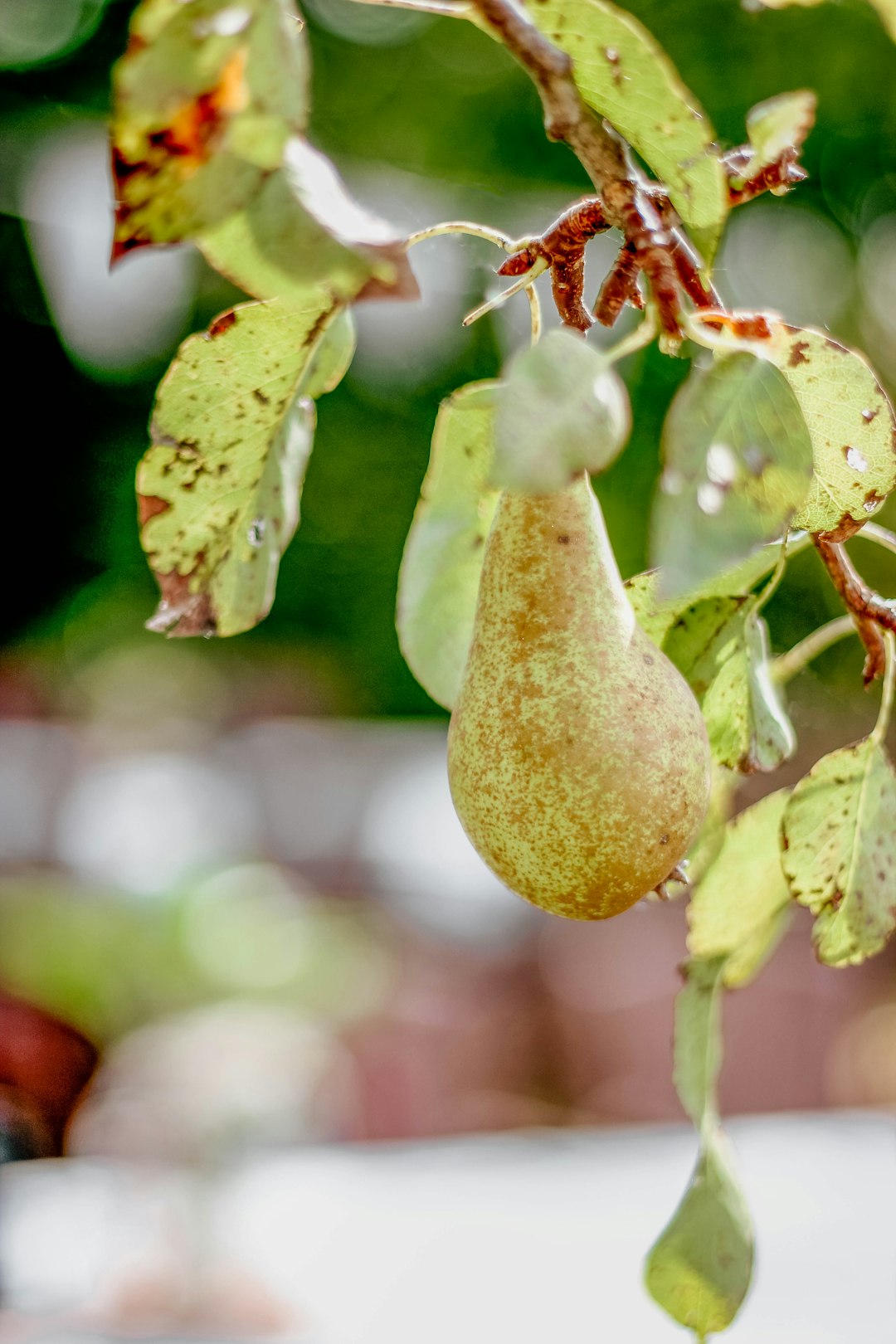 green fruit