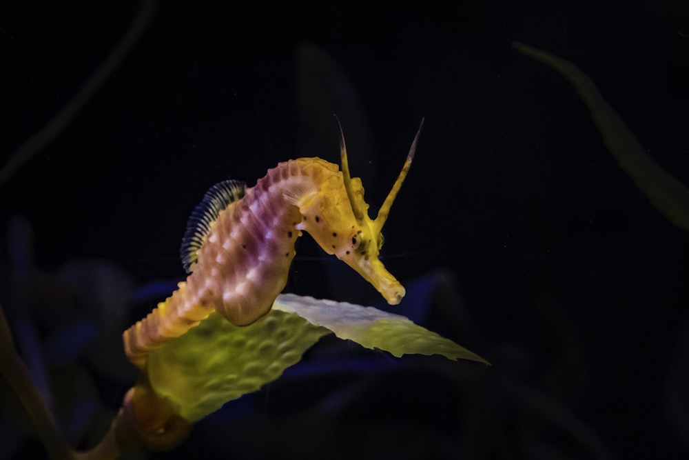 underwater photo of a yellow seahorse
