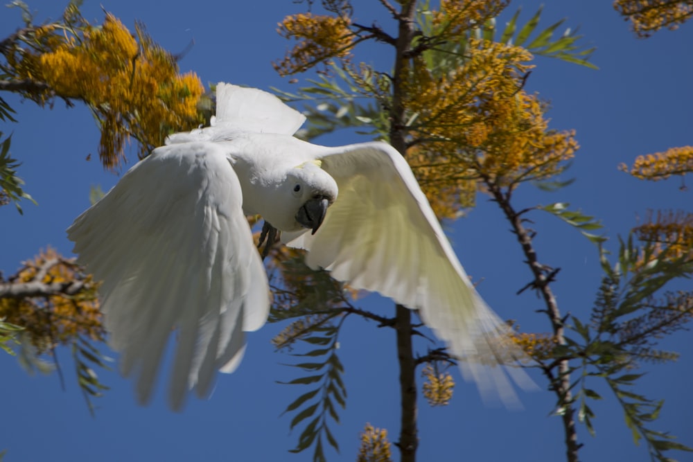 white parrot near trees