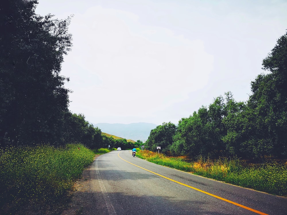 person riding motorcycle on road surrounded with tall trees