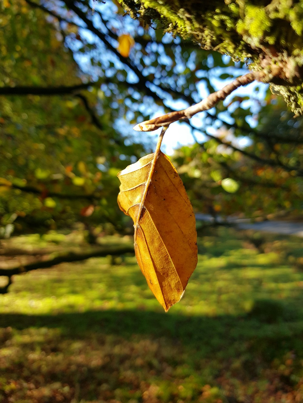 dried leaf on branch