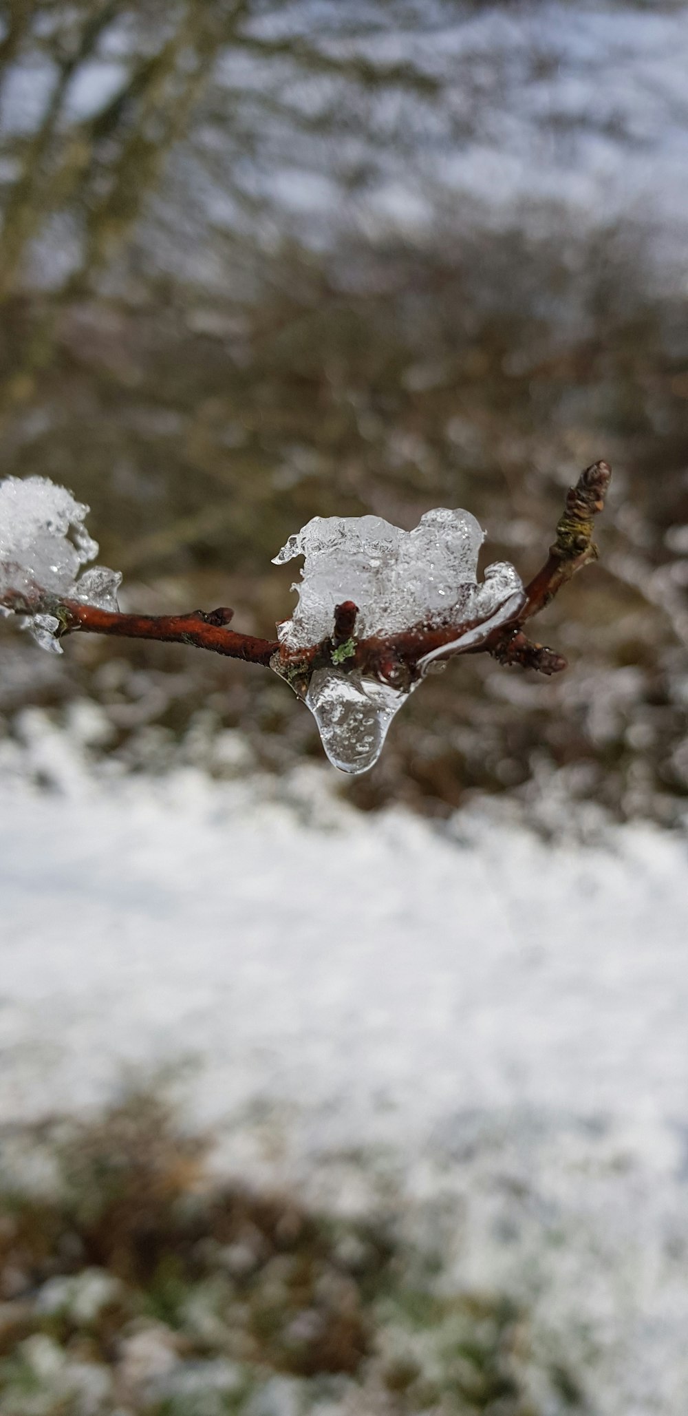 snowflakes