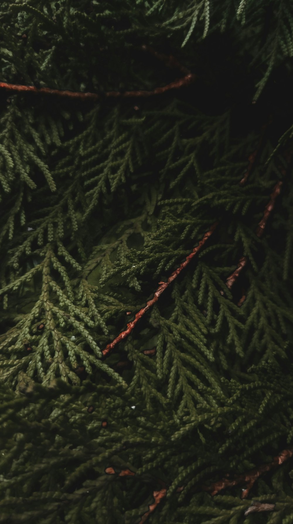 pine leaf close-up photography