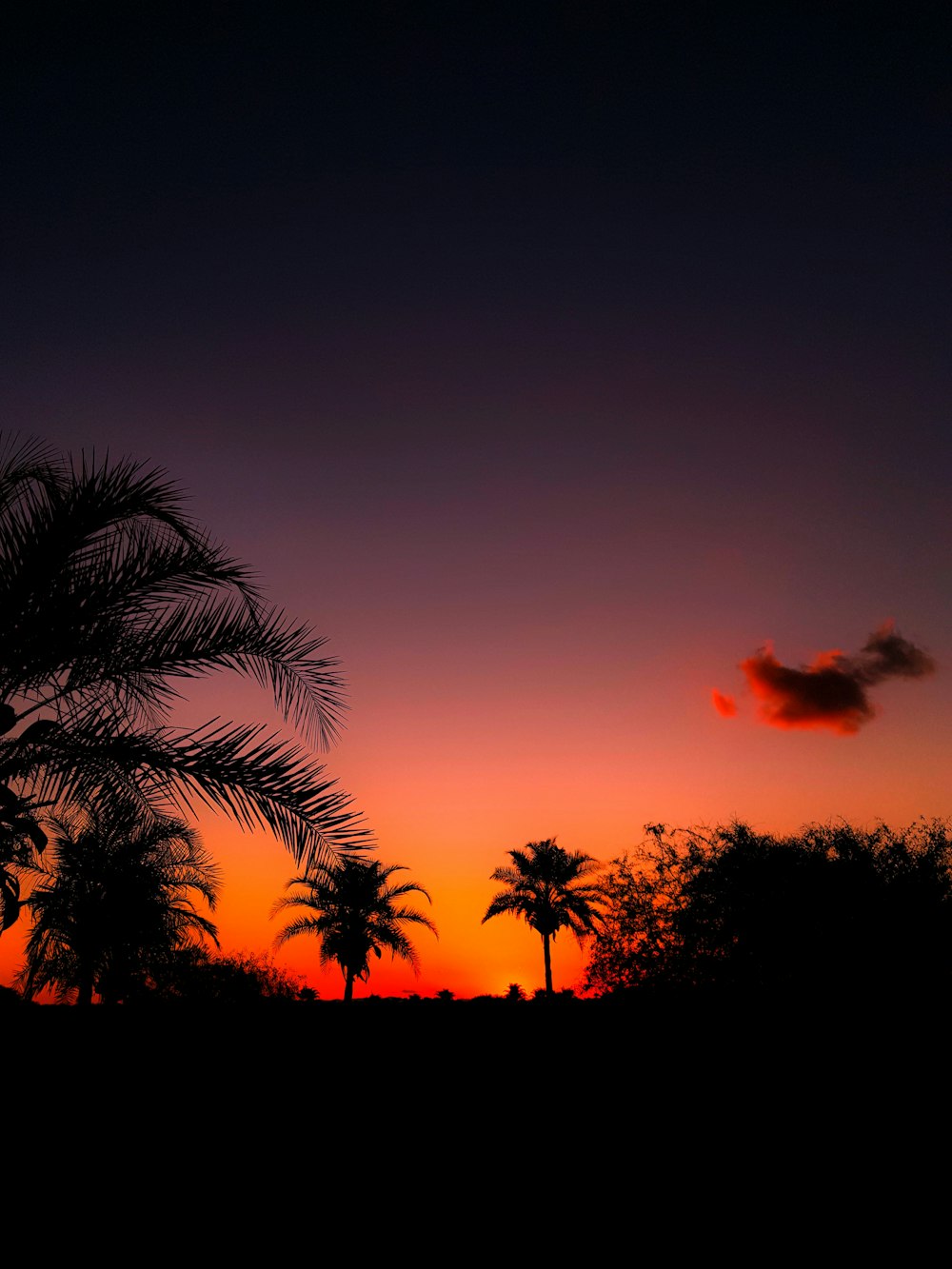 silhouette photo tree during sinset