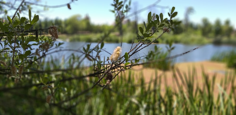 green leaf plant near lake