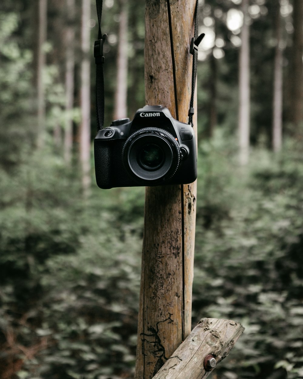 茶色の木に黒のキヤノン デジタル一眼レフ カメラ