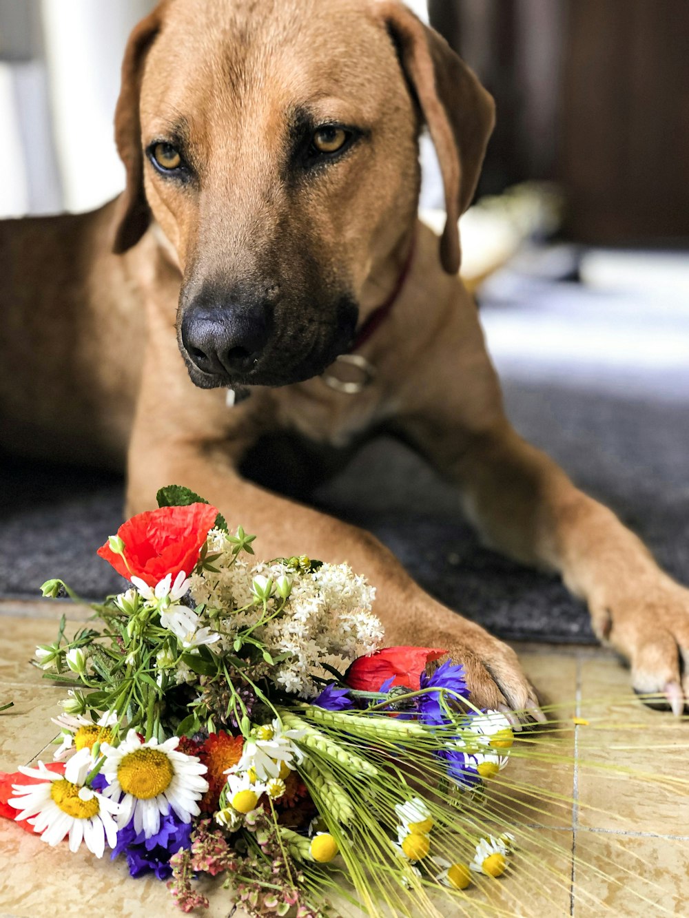 short-coated brown dog near bouquet of flowers