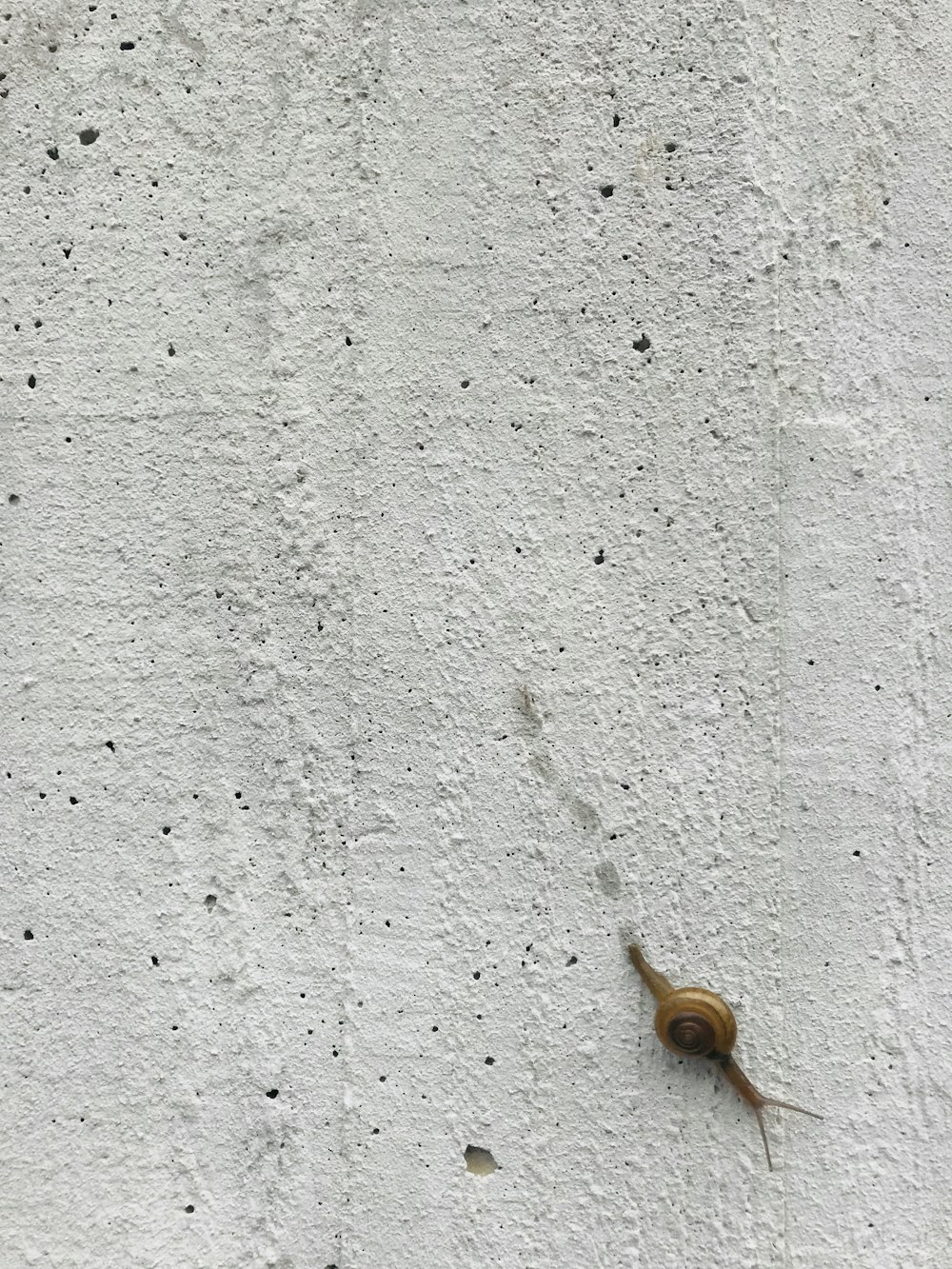 brow snail on gray wall