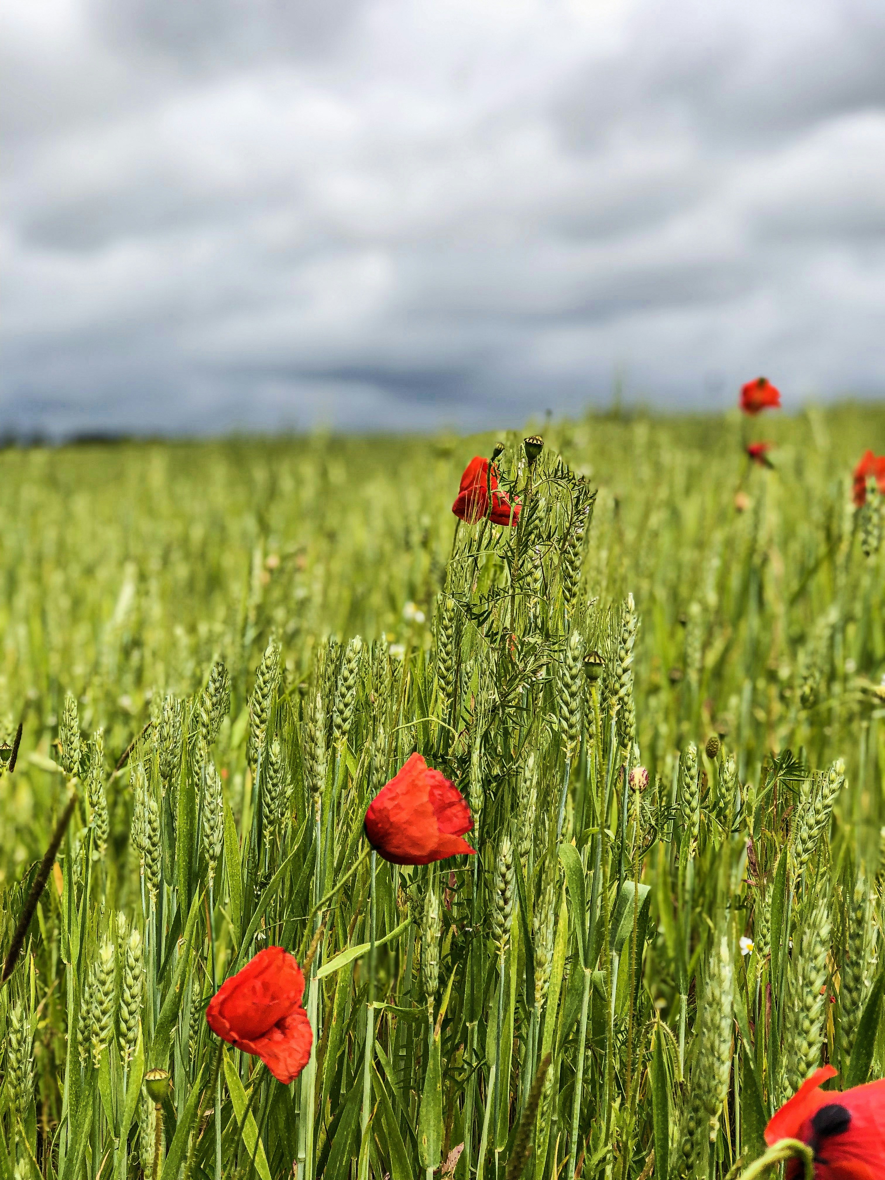 blooming red poppy flowers in green wheat field