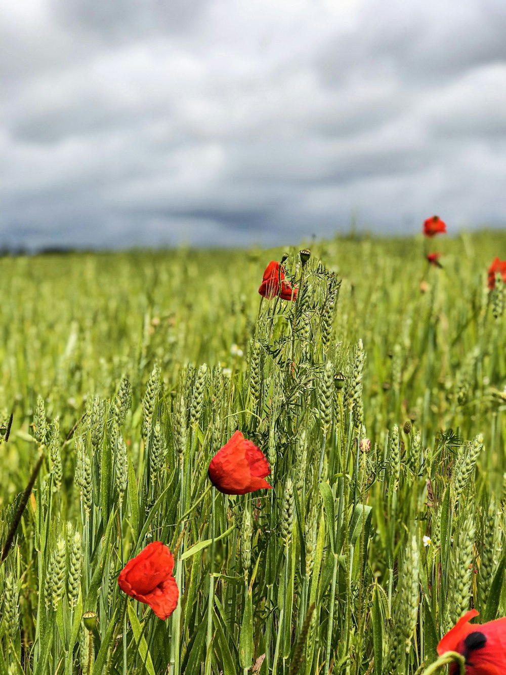 blooming red poppy flowers in green wheat field