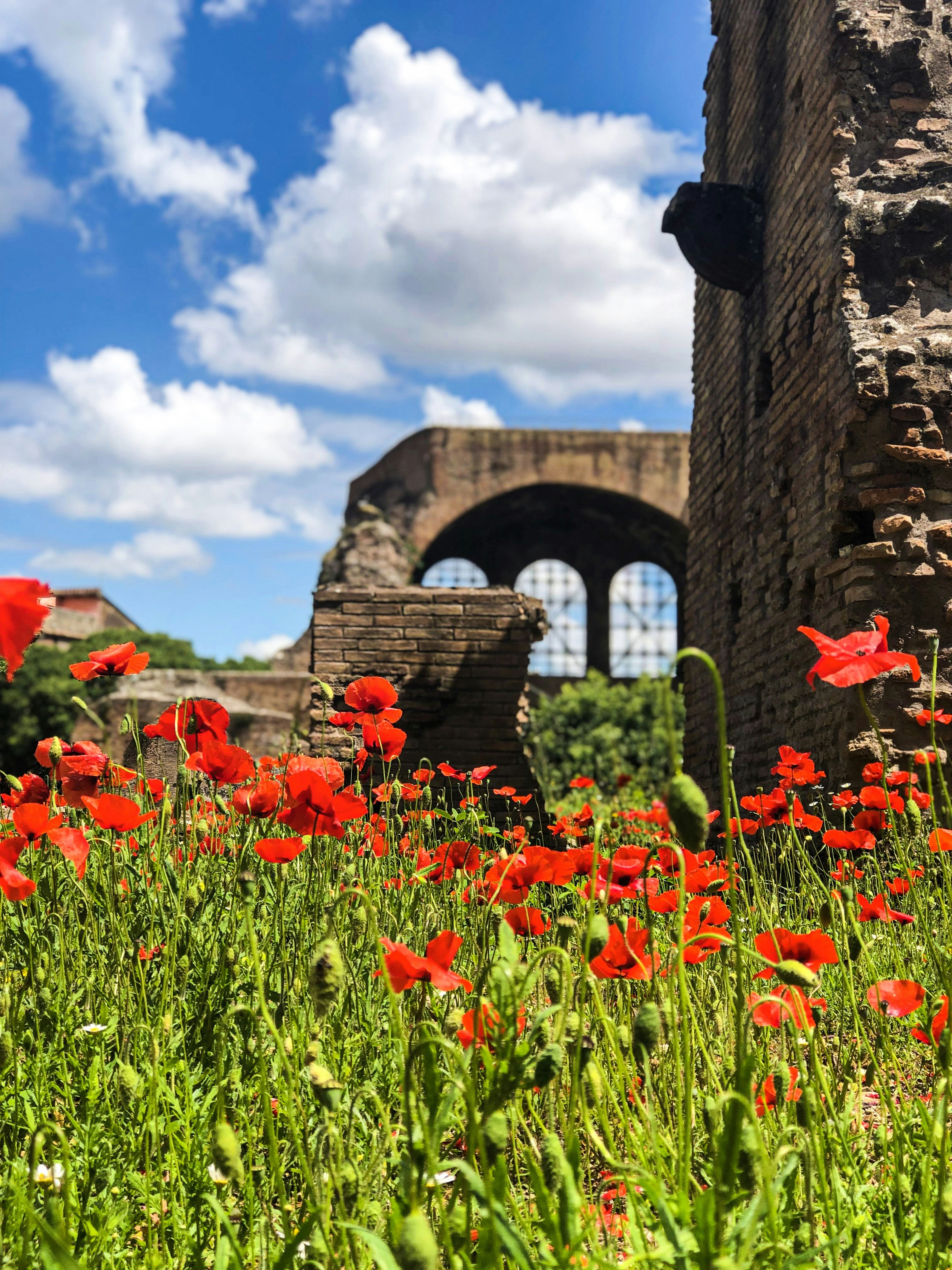 red flowers blooming on lawn by the ruins under white and blue cloudy sky