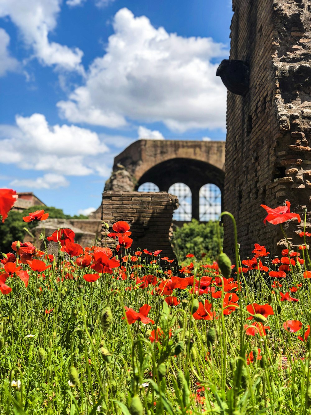 red flowers blooming on lawn by the ruins under white and blue cloudy sky