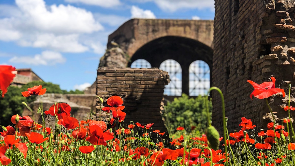 red flowers blooming on lawn by the ruins under white and blue cloudy sky