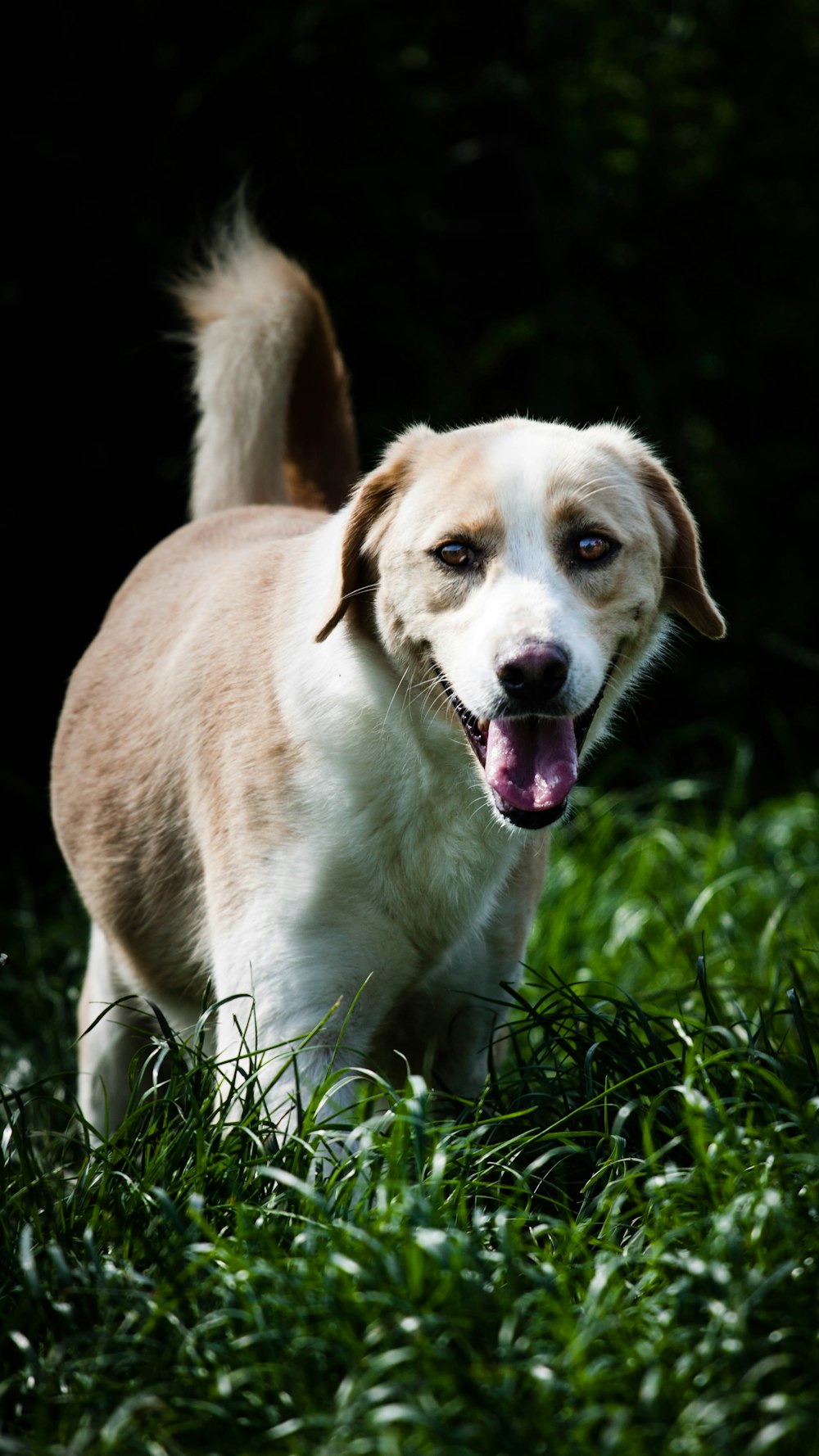 緑の草の上に立つ白と茶色のショートコート犬の写真 Unsplashで見つける犬の無料写真