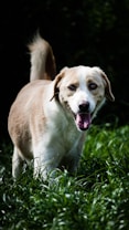 A happy dog with a light brown and white coat is standing in lush green grass. Its mouth is open, and it appears to be looking directly at the camera, conveying a sense of playfulness and curiosity. The background is dark and blurred, emphasizing the subject.