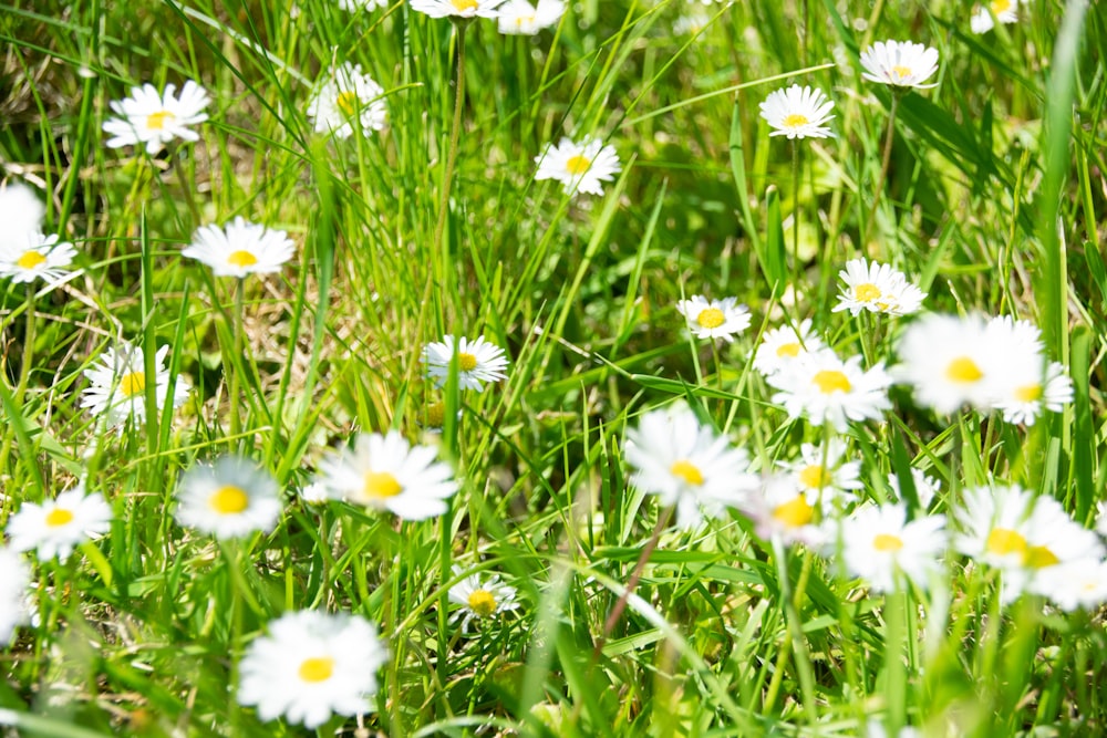 white-and-yellow daisies