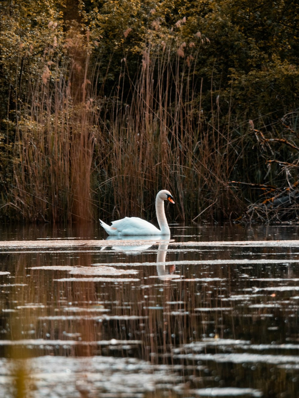 white goose on body of water