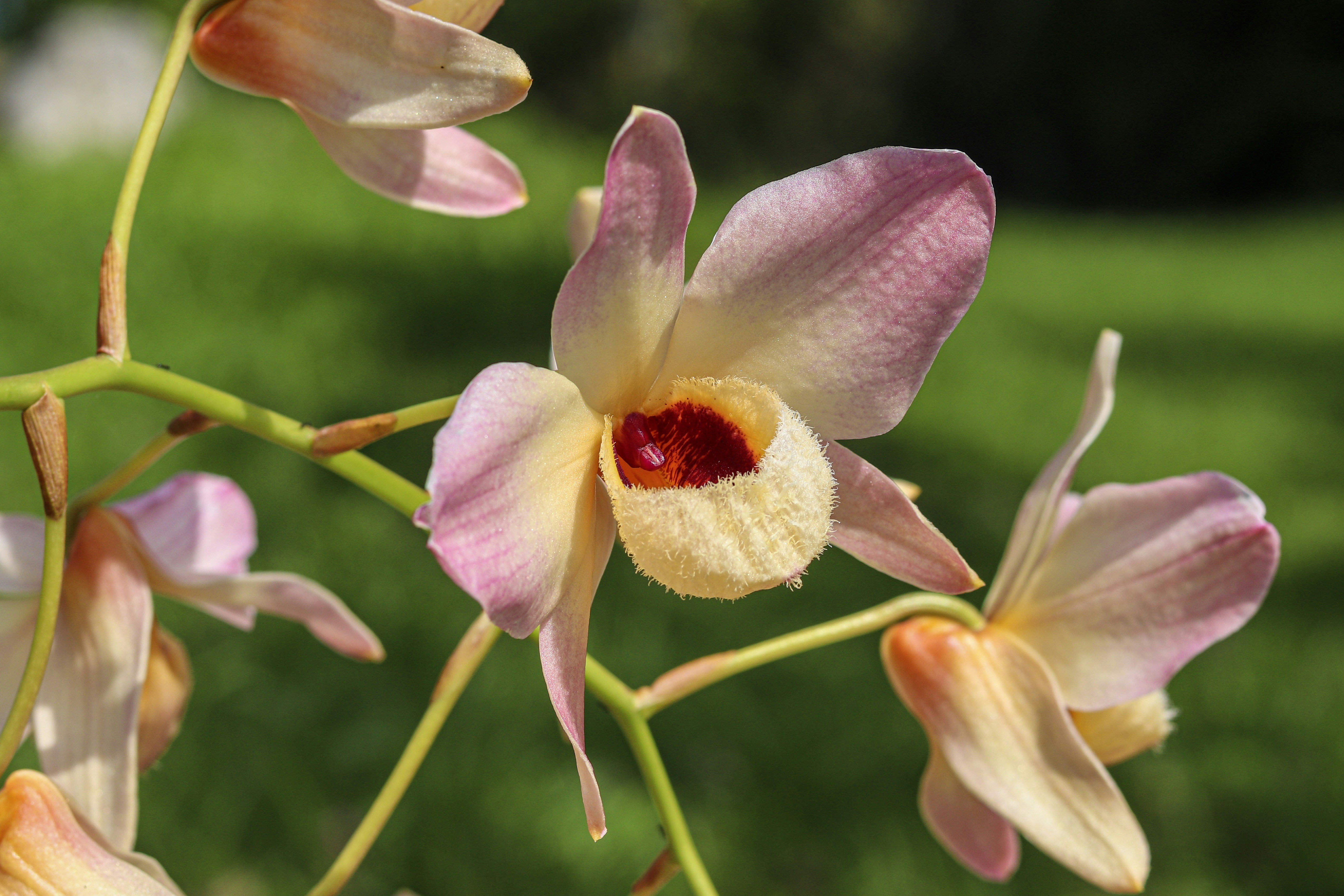 Cymbidium Orchid Delight
