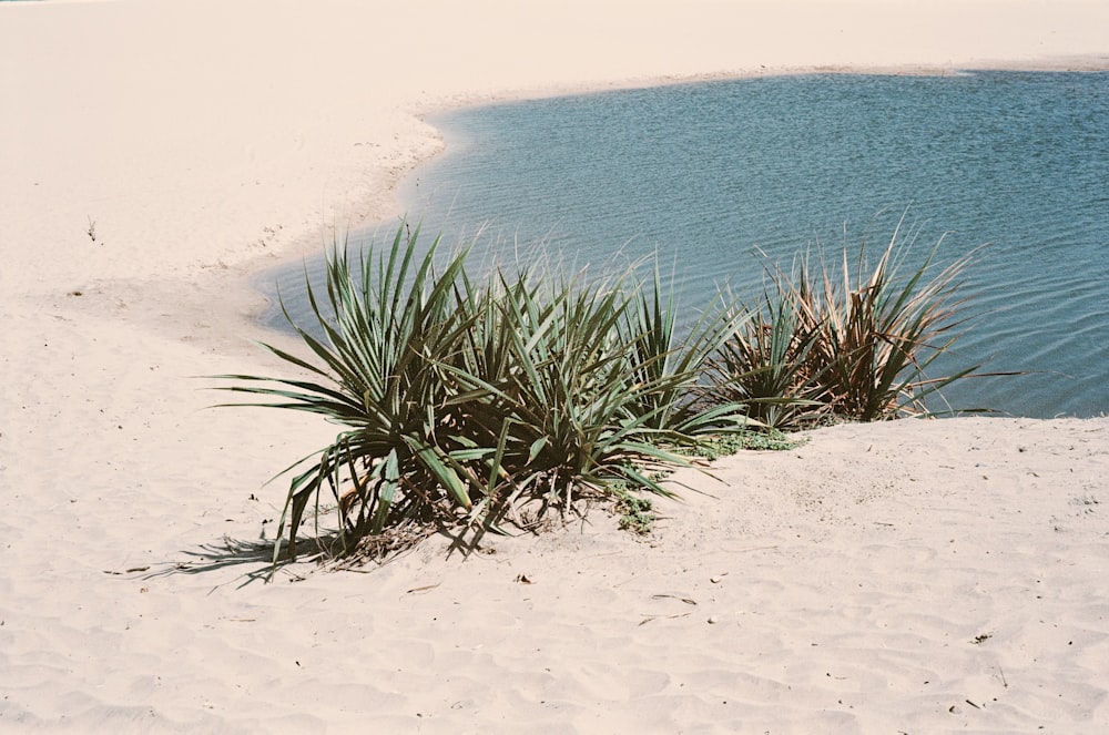 erba verde su sabbia vicino allo specchio d'acqua