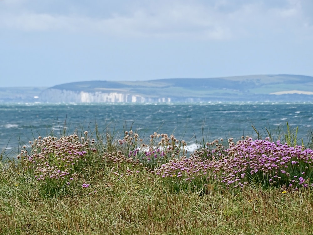 pink petaled flower near body of water