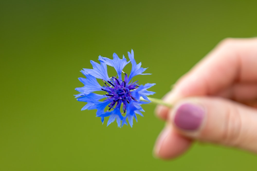 photo en gros plan de fleur bleue