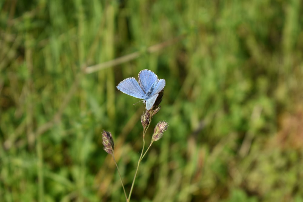 purple butterfly of plant leaf