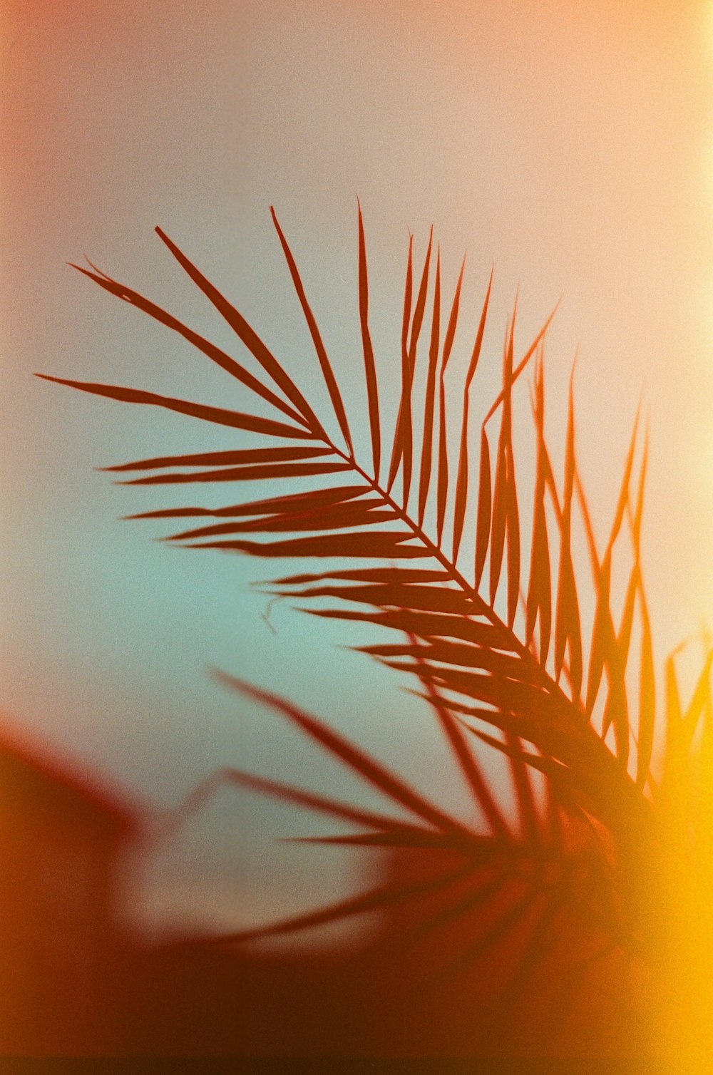 Foto da folha da palmeira